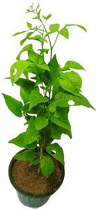NB Trading Bel Plant Price in India - Buy NB Trading Bel Plant online ...