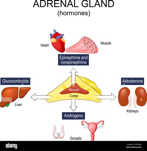 Adrenal medulla regulation hi-res stock photography and images - Alamy
