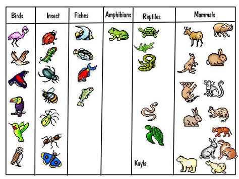 Classification Key for Kids 的图像结果