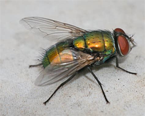 Fly Side View 的图像结果