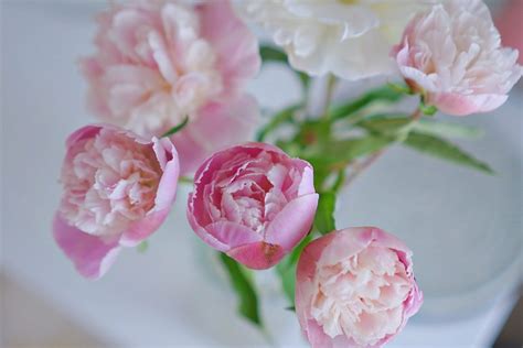 What Do Pink Peonies Symbolism at Georgia Jarman blog