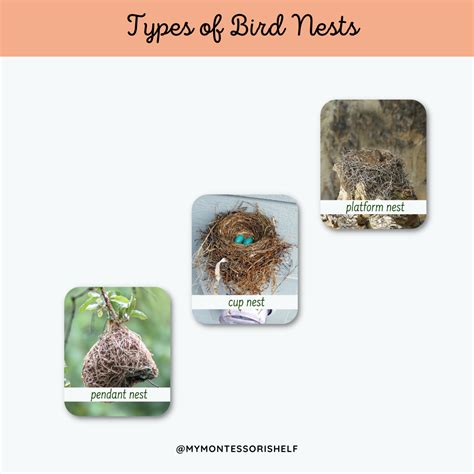 Different Types Of Birds Nest Images Guide To Bird Nests: How To