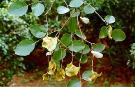 LushGreen Red Sandalwood -Lal Chandan Tree Plant For Garden (1 Healthy ...