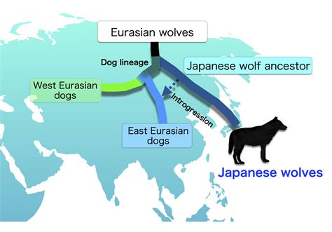 Are Dogs Related To Wolves? The Truth About Their Shared Dna
