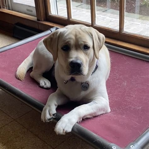 Image result for Rescue Dogs Labrador Retriever