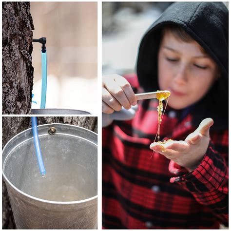 Mcjs 12 Pack Maple Syrup Tree Tapping Kit Plastic Maple | Desertcart GB