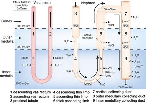 Loop of Henle Function 的图像结果