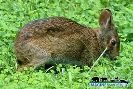 Image result for Marsh Rabbit Range