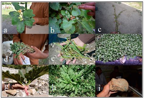 Wild Food Plant Gathering among Kalasha, Yidgha, Nuristani and Khowar ...