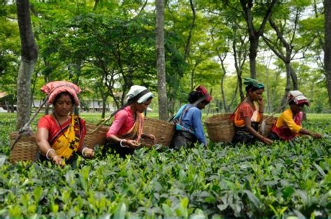 Sapoi Tea Farms Estd: 1914 Rooms: Pictures & Reviews - Tripadvisor