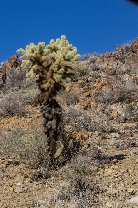 Teddy-bear Cholla Cactus Free Stock Photo - Public Domain Pictures
