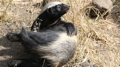 11 Fearless Honey Badger Facts