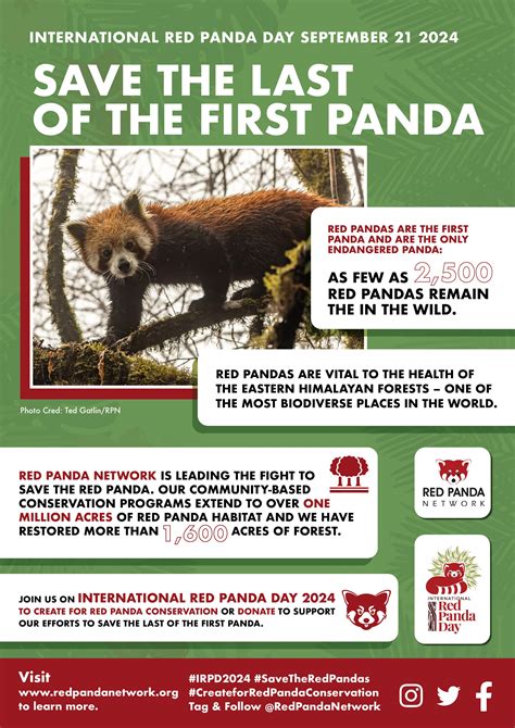 Why Save The Red Panda Red Panda Network Let's Celebrate International
