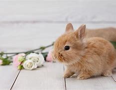 Image result for Spring Bunnies and Flowers