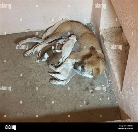 Animals & Nature The dog is a domesticated descendant of the wolf. Also called the domestic dog ...