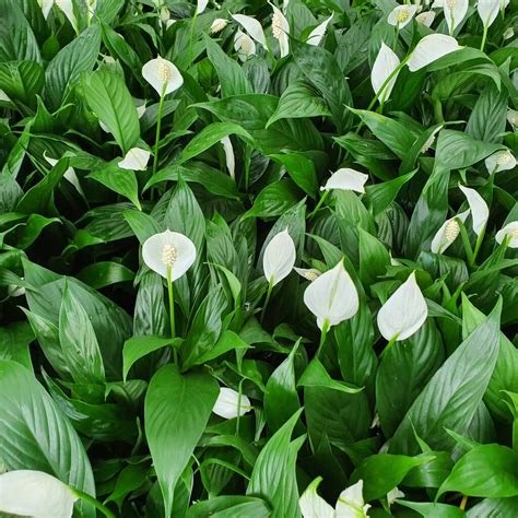 Houseplant Spathiphyllum 'Peace Lily' Three X 13cm Pots By Acqua Garden