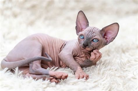 10 Best Sphynx Breeders (2026): Our Top 10 Picks!