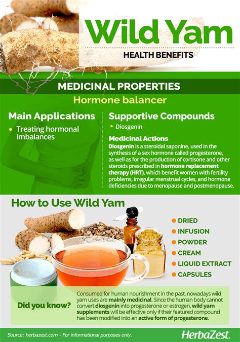 Wild Yam | HerbaZest