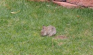 Image result for Weaning Rabbits