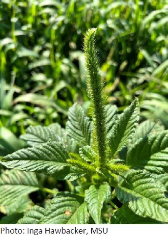 Montana Invasive Species Council February Bulletin