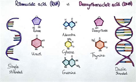 RNA World Explained 的图像结果