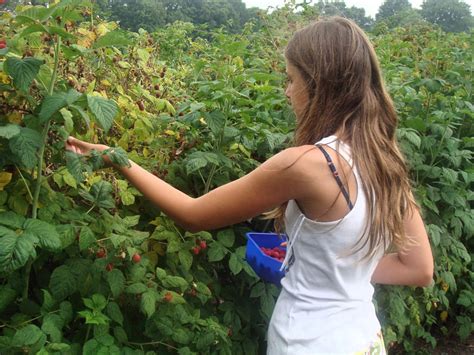 How to Trim Raspberry Bushes in Spring 的图像结果
