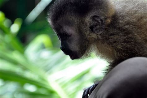 Capuchin MonkeyBoo 的图像结果