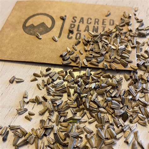 Orange Coneflower Seeds Echinacea Seeds Orange Echinacea - Etsy