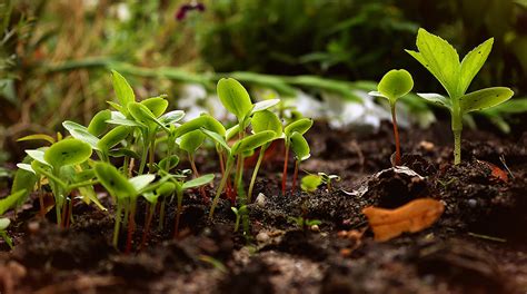 How Plants Absorb Nutrients