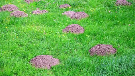 Mole Control: How to Keep Moles Out of Your Yard