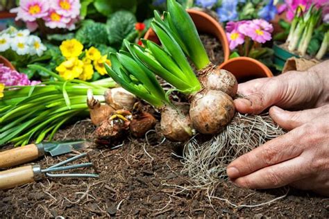 Image result for Planting Bulbs for Spring