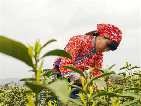 贵州遵义：春天里，采茶忙！-贵阳网