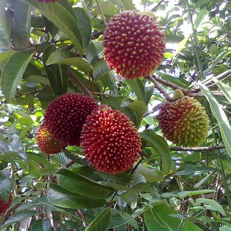 Pulasan - Red - Nephelium mutabile Fruit Plant – M-Tech Gardens