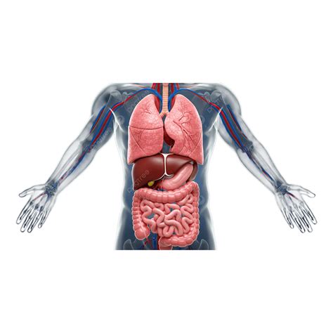 Body System 的图像结果