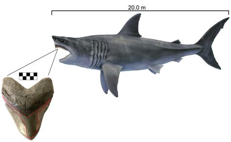 We're Gonna Need a Bigger Megalodon: Estimating Body Size in Extinct Sharks