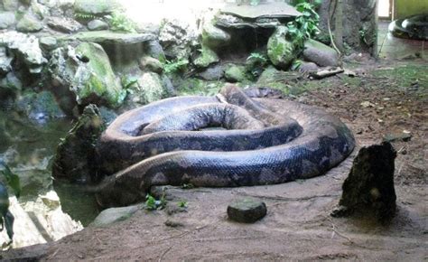 Image result for Giant.python Found in Indonesian