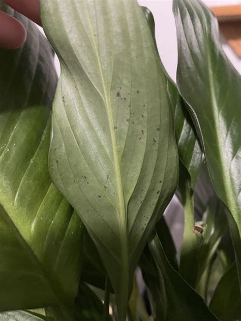 What Causes Brown Spots On Peace Lily Leaves at Maddison Schmidt blog