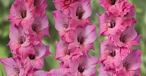 Gladiolus Gladiola Dark Pink Colour Flowers CANDYMAN 15 Bulbs in One ...