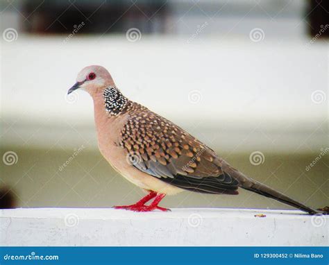 The Spotted Dove or Spilopelia Chinensis or Mountain Dove or Pearl ...