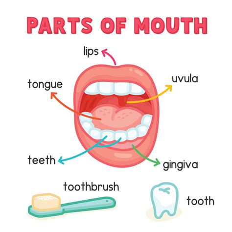 Parts Of The Mouth And Their Functions at Darrel Ferreira blog
