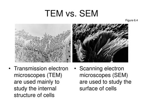 SEM vs TEM | Technology Networks | Scanning electron microscopy ...