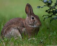 Image result for Brown Sitting Bunny