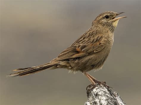 Streak-backed Canastero (Puna) - eBird