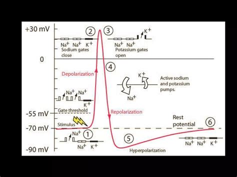 Action Potential Explained 的图像结果