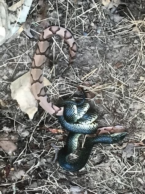 King Snake Eating Another Snake