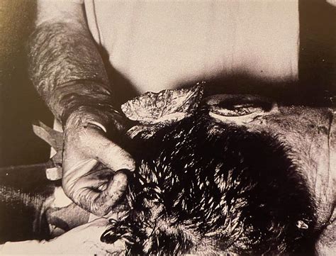 The Significance of Dr. Don Curtis' Testimony to Congress