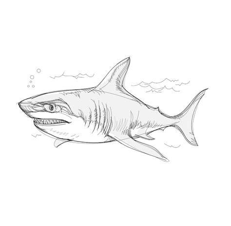 How to draw a great white shark with a pencil by ImagiDraw on DeviantArt