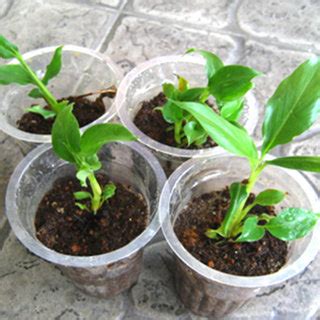 Image result for Plantlets Examples
