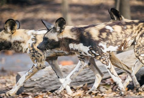 African Painted Dogs (African Wild Dogs) | Meet Our Pack