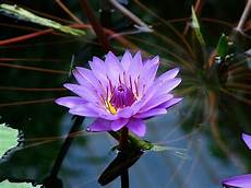 fior di loto significato significato loto significato fiori significato fior di fior di loto significato significato loto significato fiori significato fior di